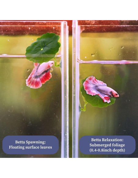 Set de 5 Accesorios para Acuario Betta Quilax - Hamacas y Túnel