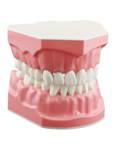Modelo Dental Typodont SDX para Cepillado y Hilo Dental